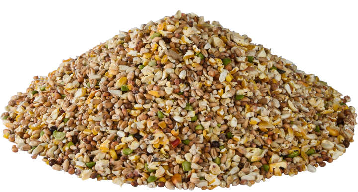 Golddott Premium Körner Pur